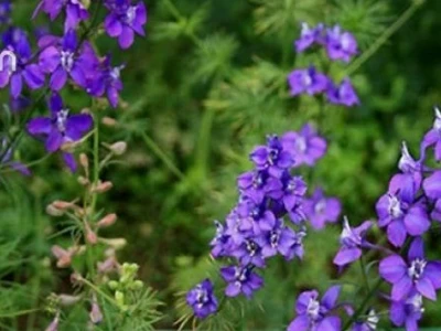 Hoa Violet đẹp mê hoặc qua bộ ảnh đầy cảm hứng