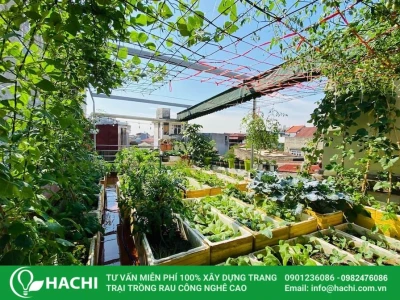 Khu vườn sân thượng đẹp như miền xanh trên mái
