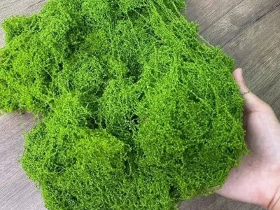 Rêu Sợi đẹp mê hoặc trong hồ thủy sinh
