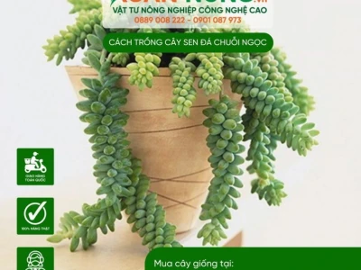 Sen đá chuỗi ngọc đẹp mê hồn cho góc xanh 2026