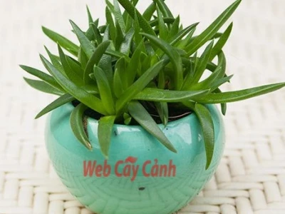 Sen Đá Cỏ Ngọc đẹp mê hoặc cho góc xanh 2026