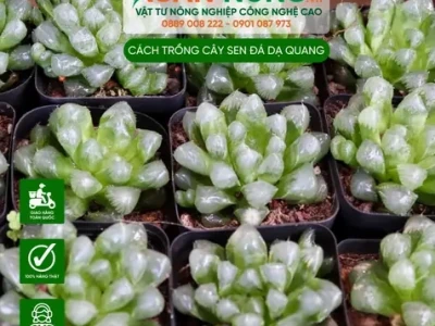 Sen Đá Dạ Quang đẹp mê hoặc cho năm 2026