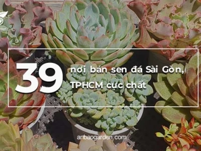 Sen Đá Giva đẹp mê hồn cho góc xanh 2026