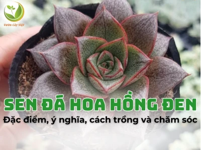 Sen Đá Hoa Hồng Đen đẹp mê hoặc năm 2026