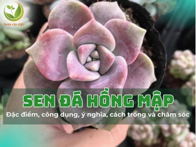 Sen Đá Hồng Mập đẹp dịu dàng cho góc xanh 2026