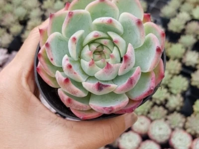Sen Đá Lửa đẹp rực rỡ cho góc xanh năm 2026