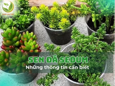 Sen Đá Sedum Vàng đẹp rực rỡ cho góc xanh