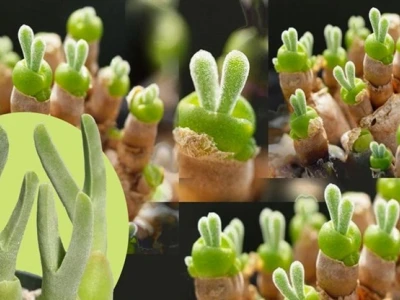 Sen Đá Tai Thỏ đẹp mê hoặc cho góc xanh 2026