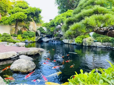 Thi công hồ cá Koi đẹp như khu vườn Nhật
