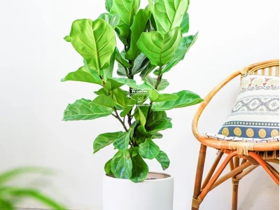 Trang trí tiểu cảnh mini đẹp mê hoặc năm 2026