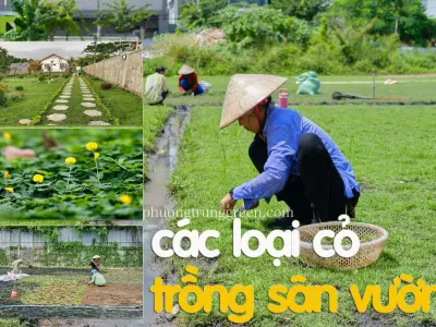 Trồng cỏ sân vườn đẹp như thảm xanh 2026