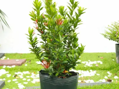 Tuyển tập ảnh cây bông trang đỏ rực rỡ nhất