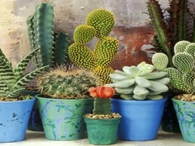 Xương Rồng Bóng Vàng đẹp rực rỡ năm 2026