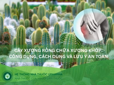 Xương Rồng Gai Cứng đẹp kiêu hãnh năm 2026