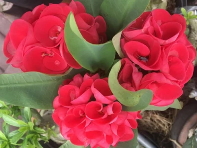 Xương Rồng Hoa Đỏ đẹp rực rỡ giữa nắng