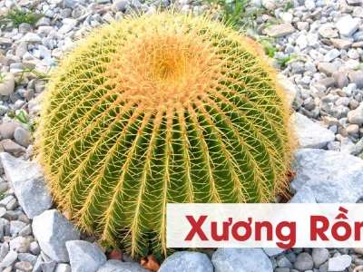 Xương Rồng Kim Hổ đẹp mê hoặc năm 2026