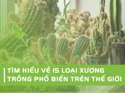 Xương Rồng Tròn đẹp mê hoặc cho góc xanh 2026