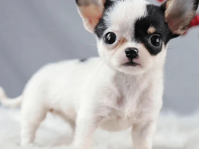 Cập nhật chó chihuahua giá mới nhất và kinh nghiệm mua năm 2026